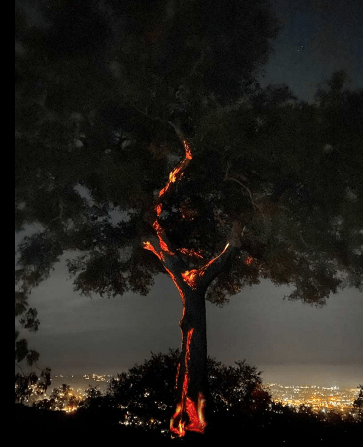 Nighttime image of an oak tree with projected red embers, so it appears to be glowing with fire.