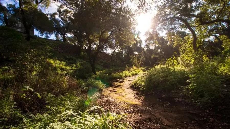 Photograph of grassy green trail with trees.